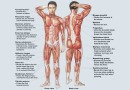 पेशी तंत्र Muscular System