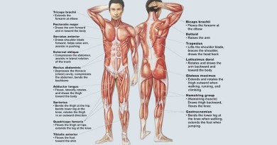 Muscular System