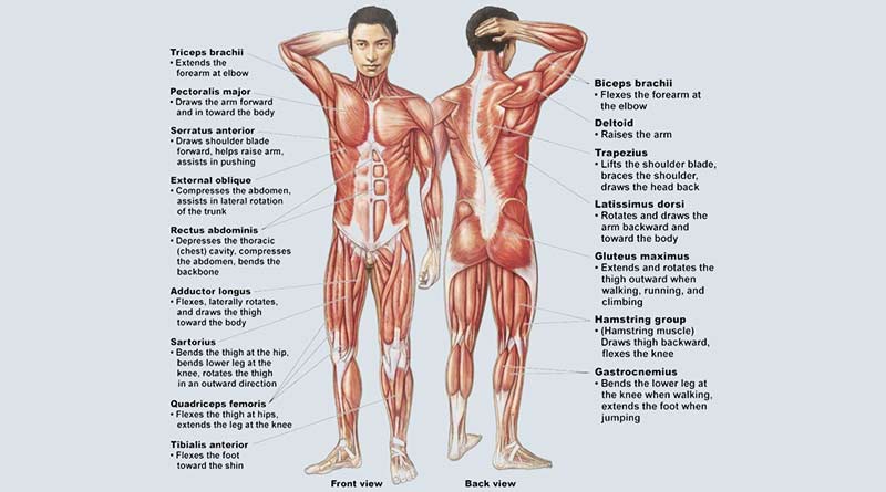 Muscular System