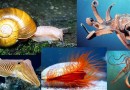 संघ मोलस्का Phylum Mollusca
